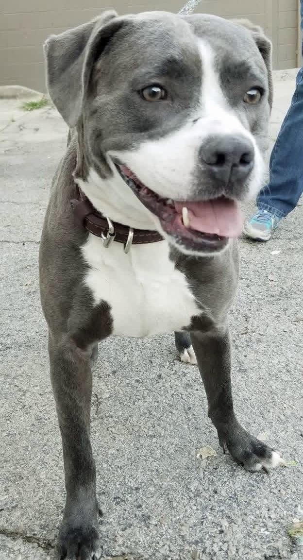 Enlarge Ruby, a Adoptable mixed breed in Gainesville, GA image 2/4