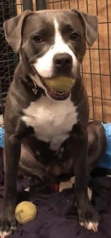 Enlarge Ruby, a Adoptable mixed breed in Gainesville, GA image 4/4