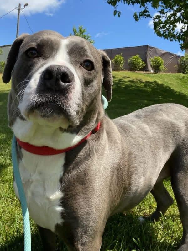 Enlarge Ruby, a Adoptable mixed breed in Gainesville, GA image 1/4