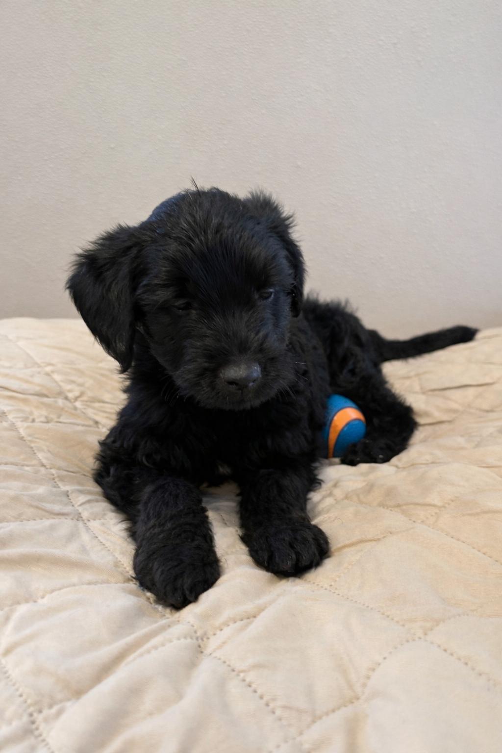 Enlarge Ciera, a ADOPTABLE mixed breed in Sawyer, ND image 2/5