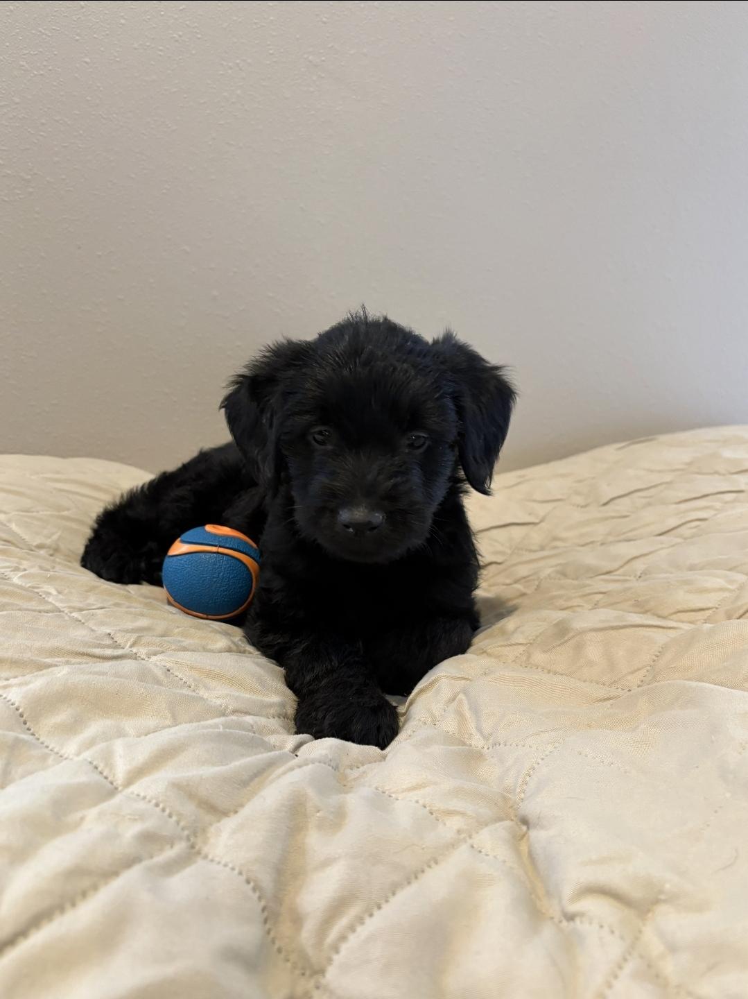 Enlarge Ciera, a ADOPTABLE mixed breed in Sawyer, ND image 4/5