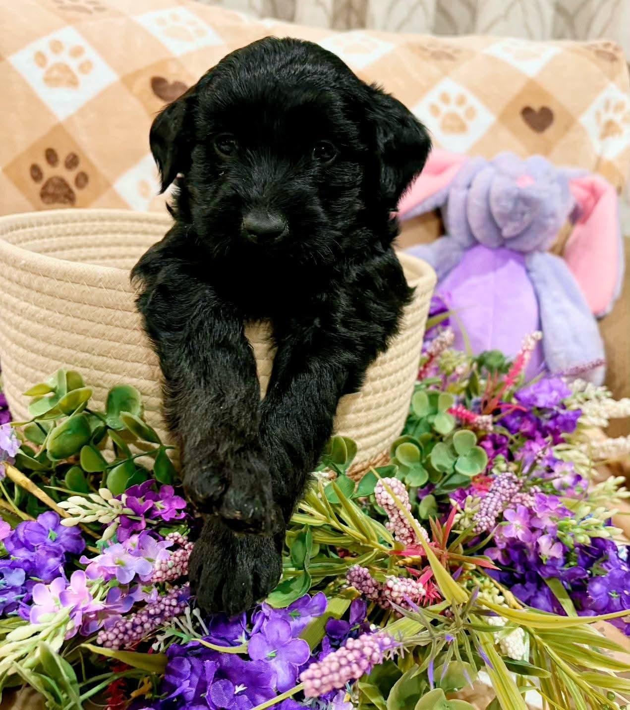 Enlarge Ciera, a ADOPTABLE mixed breed in Sawyer, ND image 5/5