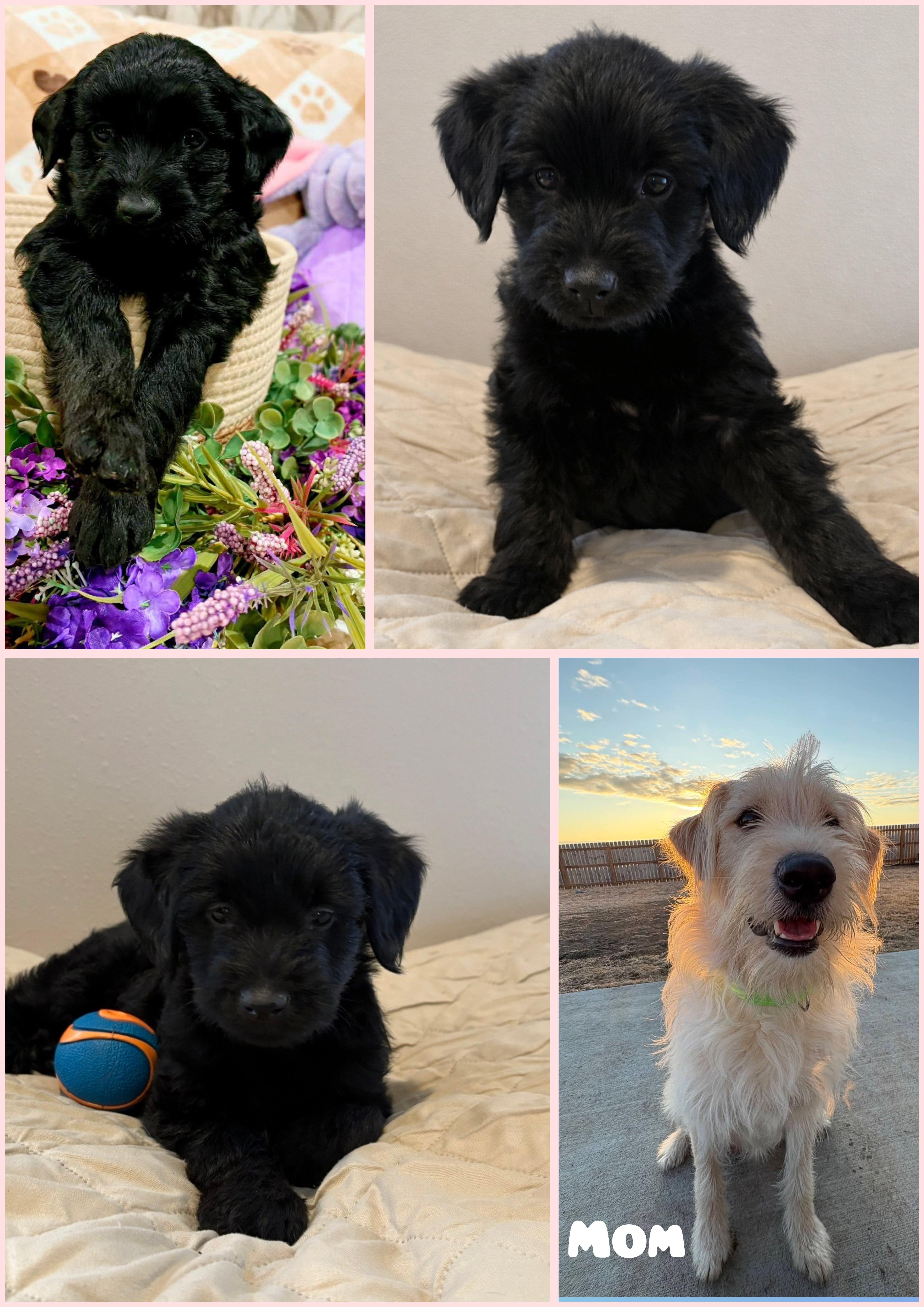 Enlarge Ciera, a ADOPTABLE mixed breed in Sawyer, ND image 3/5