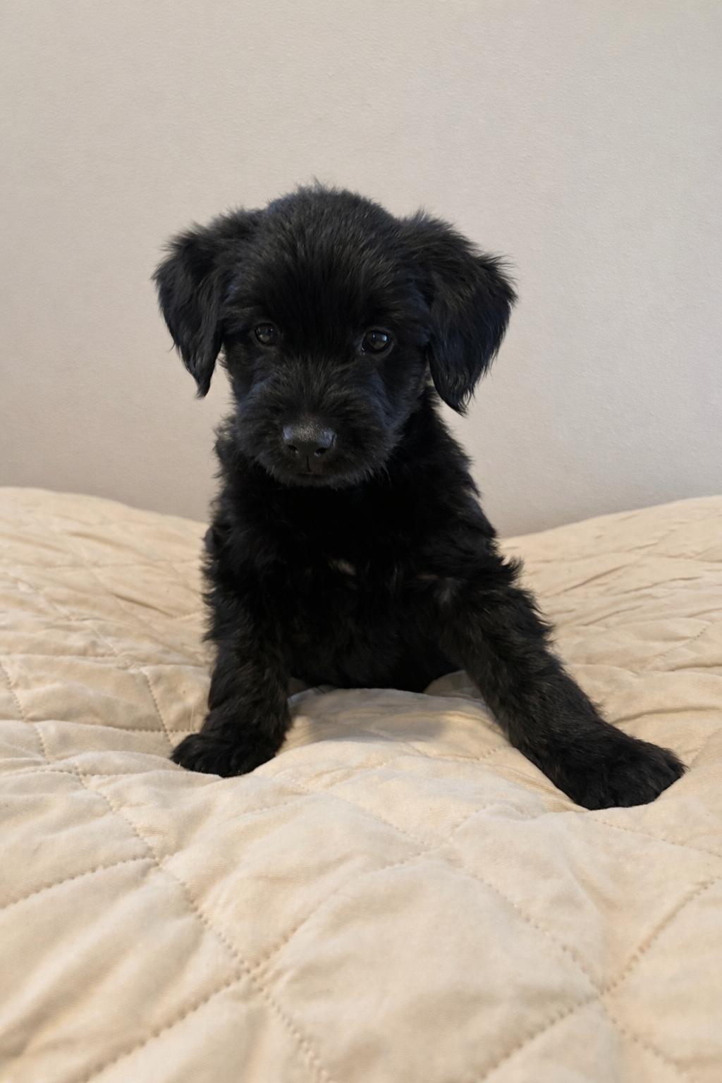 Ciera, ADOPTABLE, Puppy Female Goldendoodle & Retriever.