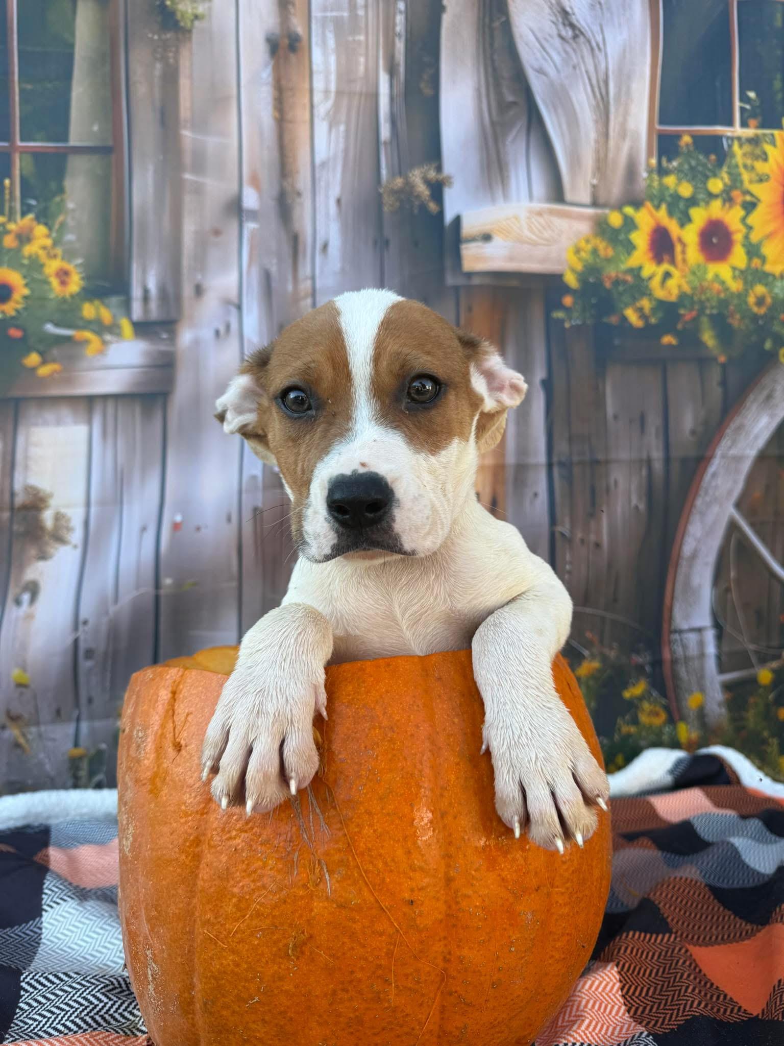 Kylo, a Adoptable mixed breed in Lakeland, GA image 1/2