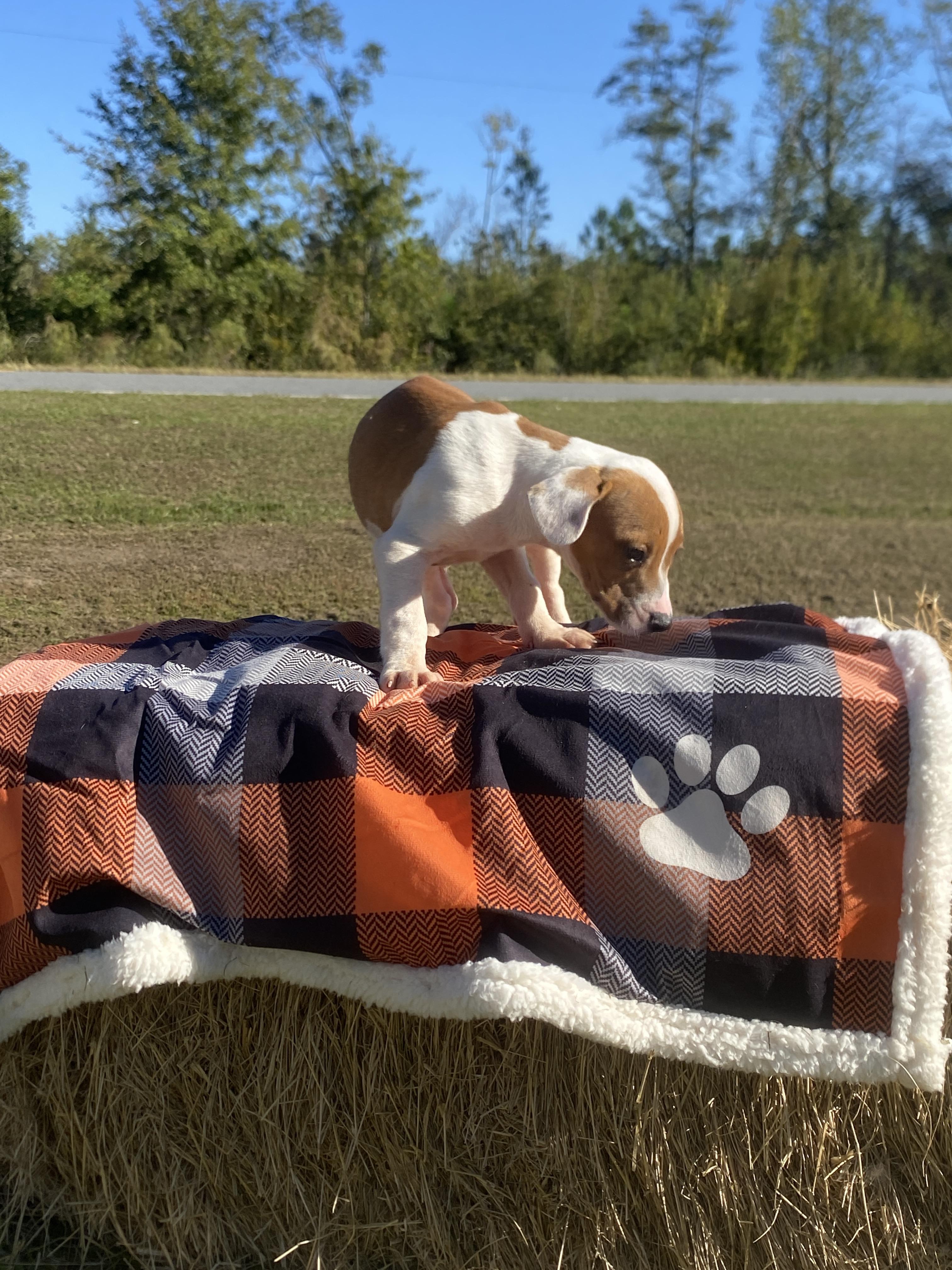 Kylo, a Adoptable mixed breed in Lakeland, GA image 2/2