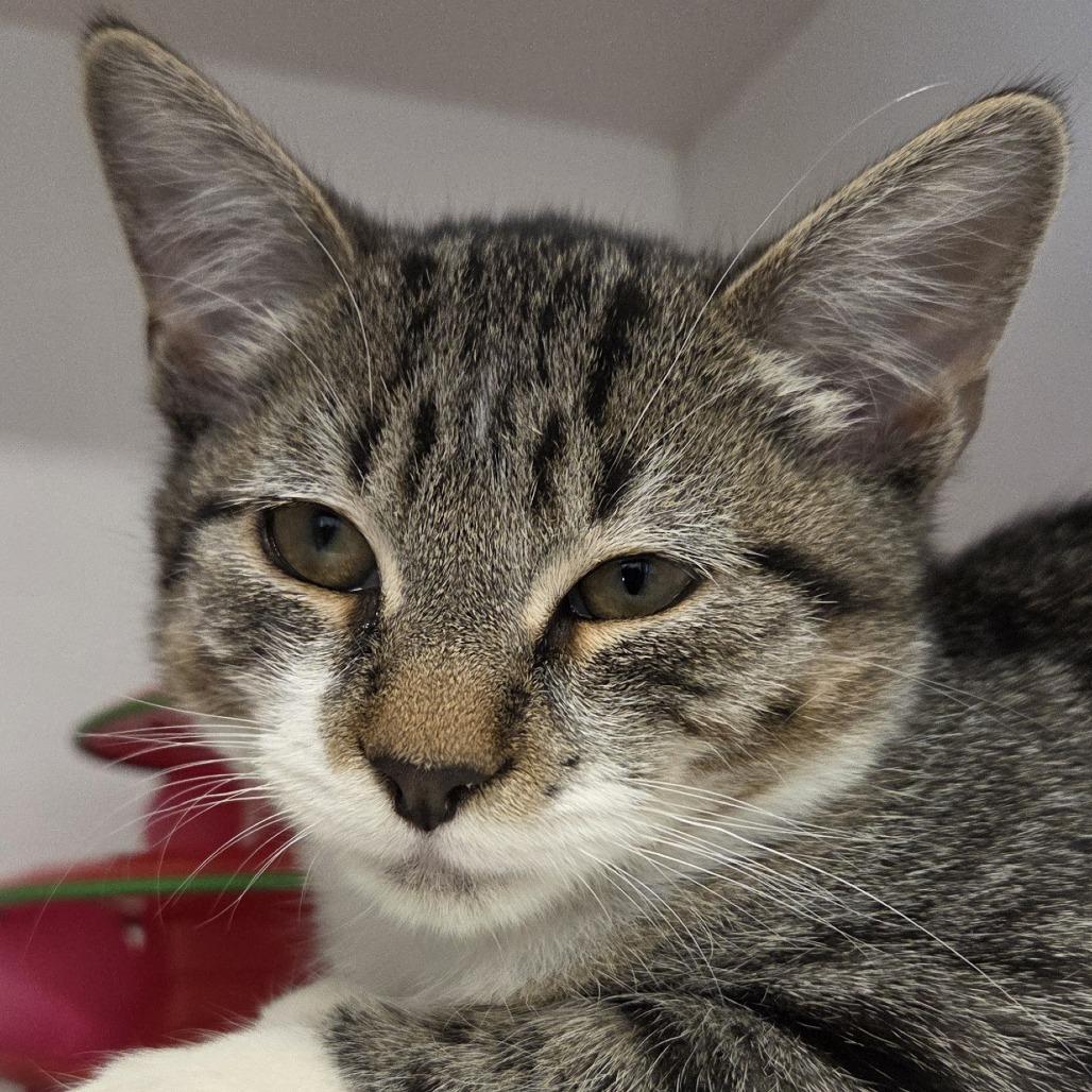 Moonstar, Adoptable, Kitten Male Domestic Short Hair.