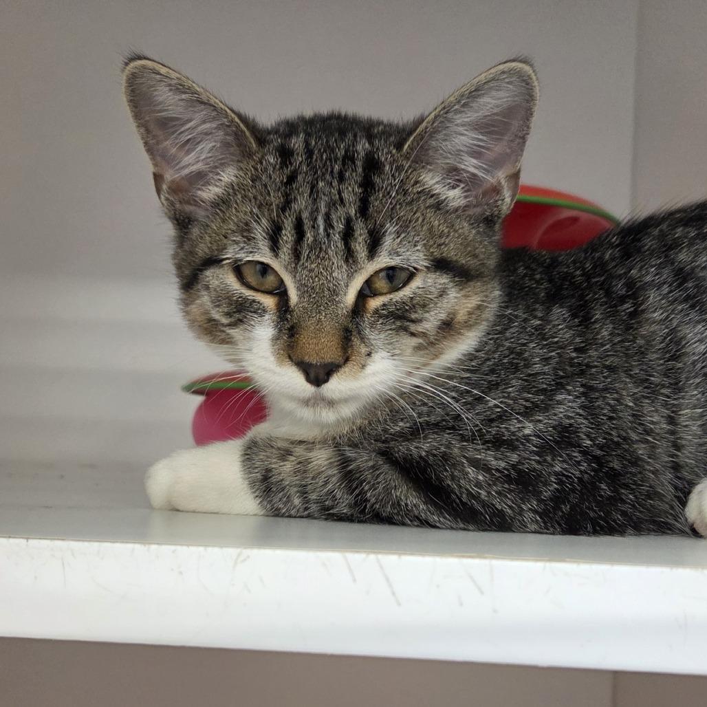 Enlarge Moonstar, a Adoptable Domestic Short Hair in Voorhees, NJ image 2/2