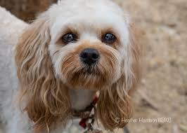 Enlarge Keesha- not for adoption, a ADOPTABLE mixed breed in Pasadena, CA image 1/1