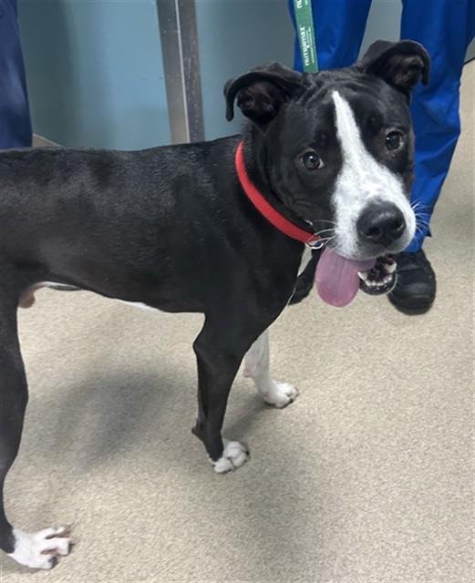 DAMIAN, Adoptable, Young Male Pit Bull Terrier & Mixed Breed.