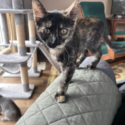 Enlarge Teeter, a Adoptable Domestic Short Hair in Kenosha, WI image 1/6