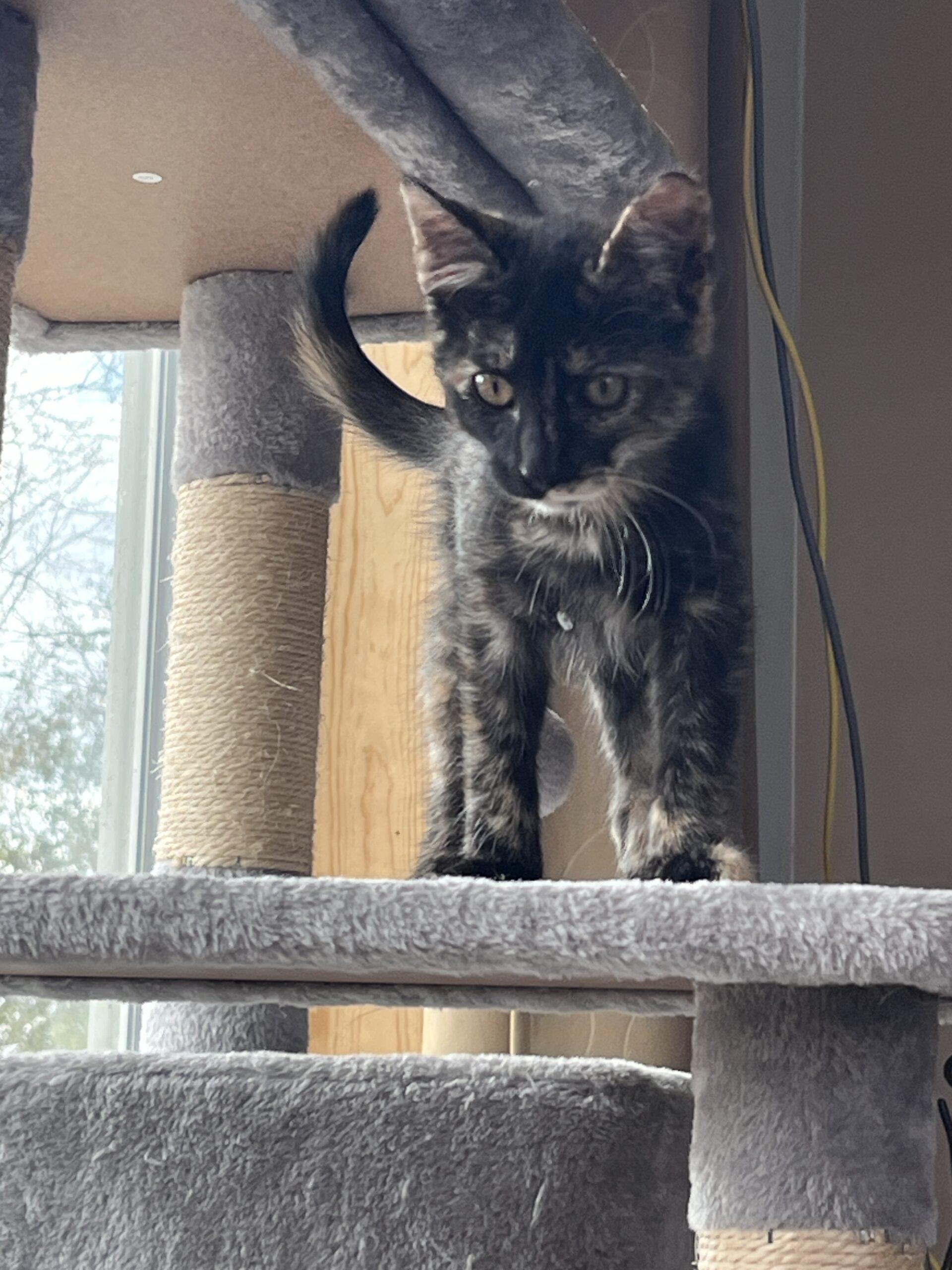 Enlarge Teeter, a Adoptable Domestic Short Hair in Kenosha, WI image 2/6