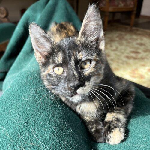 Enlarge Teeter, a Adoptable Domestic Short Hair in Kenosha, WI image 3/6