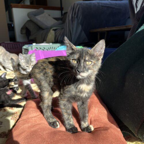 Enlarge Teeter, a Adoptable Domestic Short Hair in Kenosha, WI image 4/6