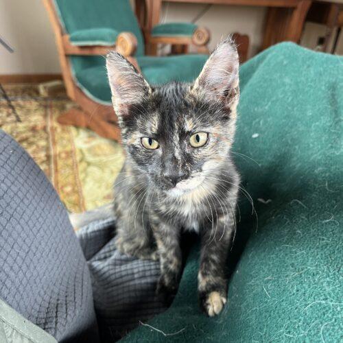 Enlarge Teeter, a Adoptable Domestic Short Hair in Kenosha, WI image 5/6