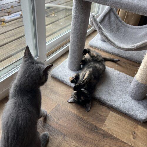 Enlarge Teeter, a Adoptable Domestic Short Hair in Kenosha, WI image 6/6