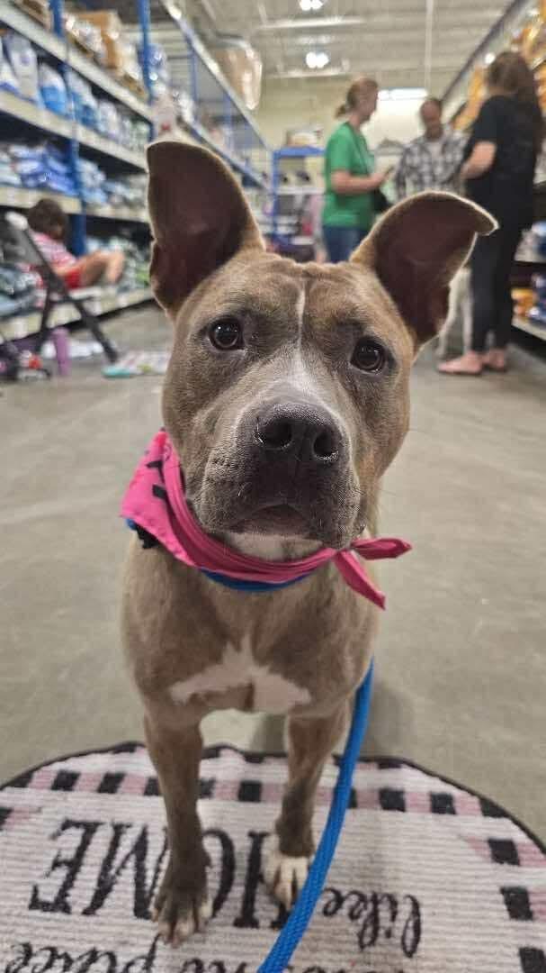 Bonnie, Adult Female Pit Bull Terrier