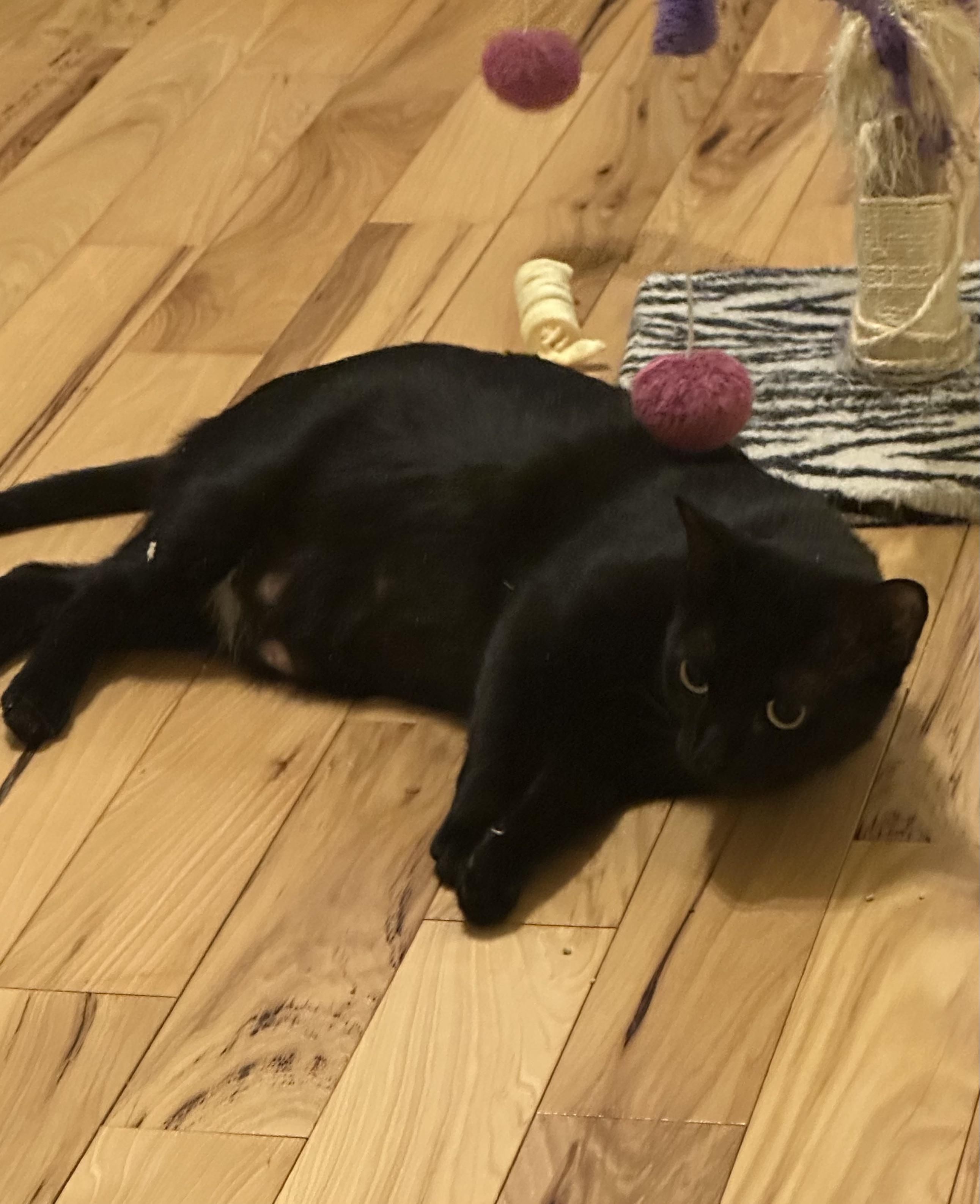 Twilight, ADOPTABLE, Adult Female Domestic Short Hair.