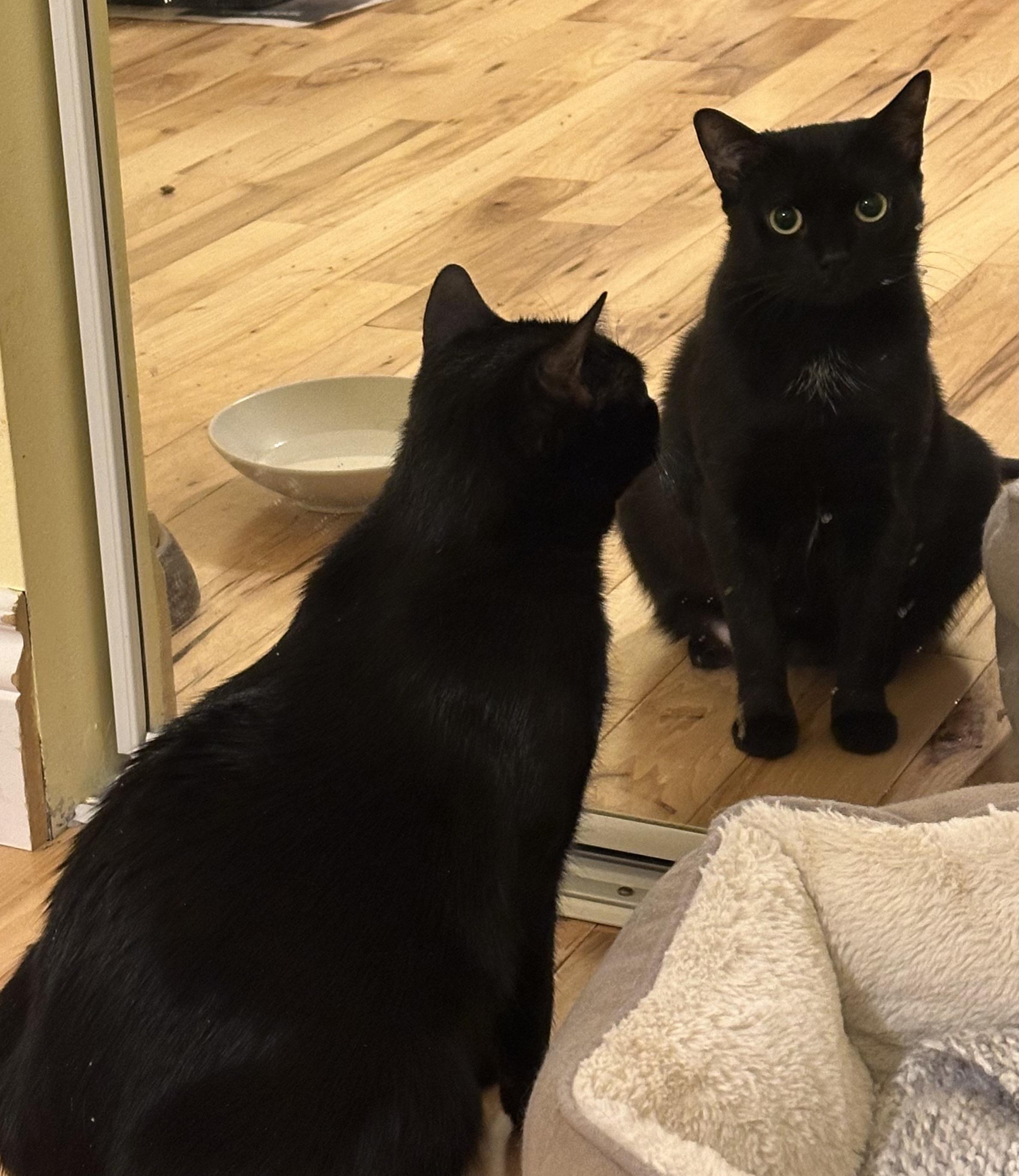 Enlarge Twilight, a ADOPTABLE Domestic Short Hair in Pickering, ON image 2/3