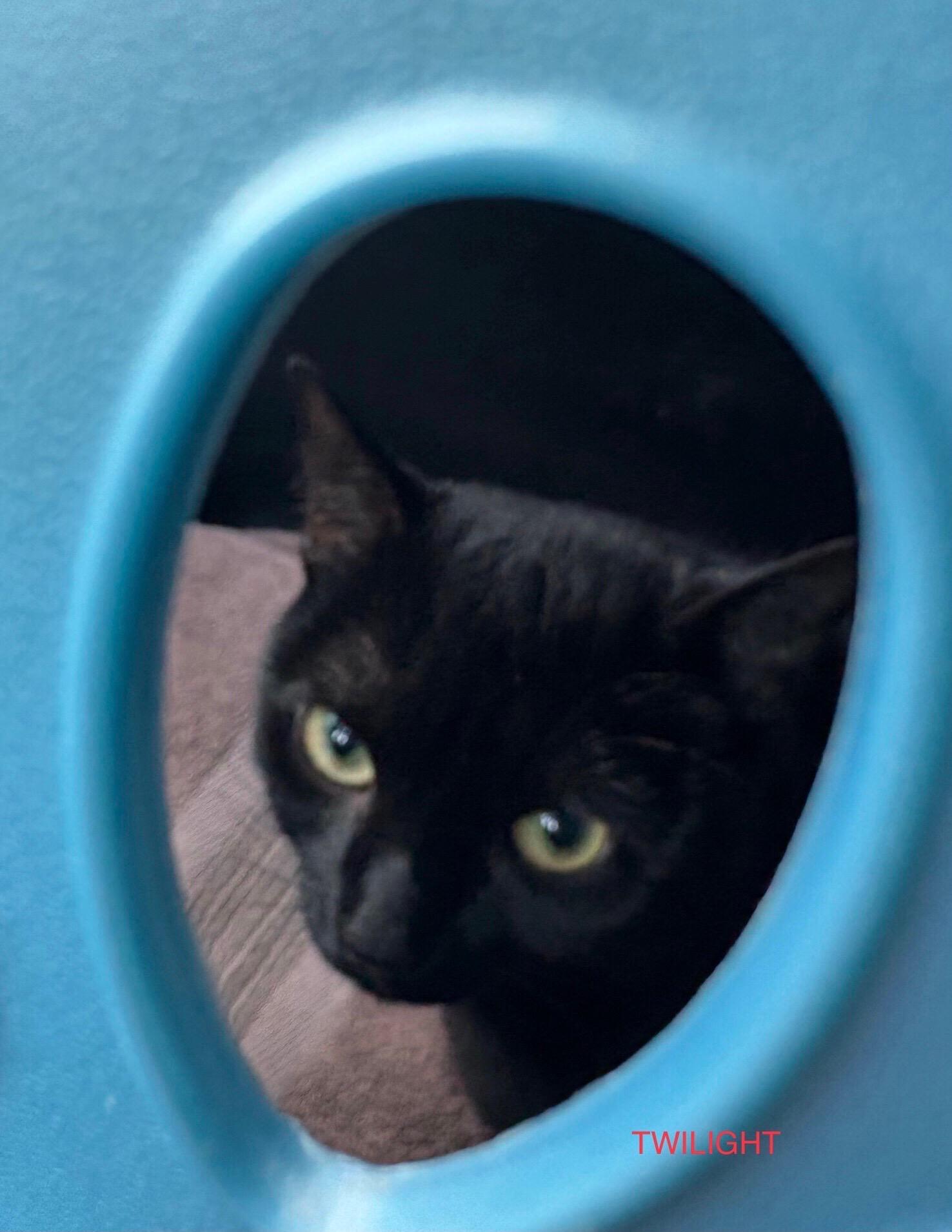 Enlarge Twilight, a ADOPTABLE Domestic Short Hair in Pickering, ON image 3/3