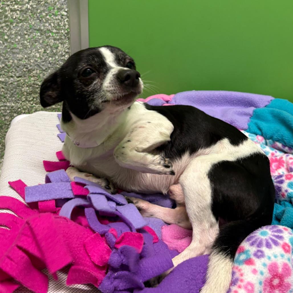 Abel, Adoptable, Adult Male Chihuahua.
