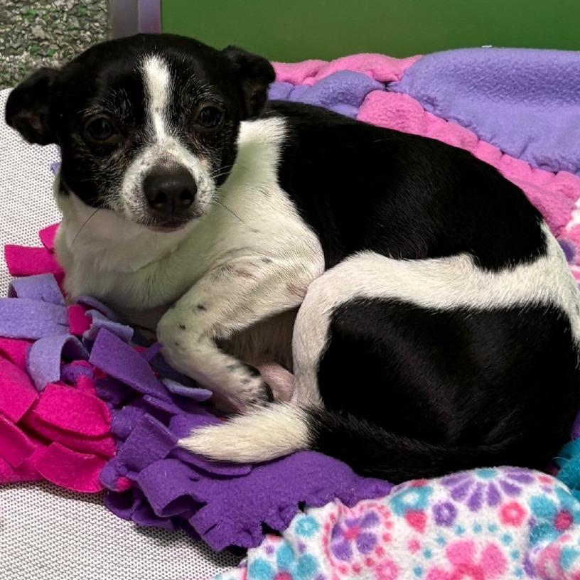 Enlarge Abel, a Adoptable Chihuahua in Calverton, NY image 2/4