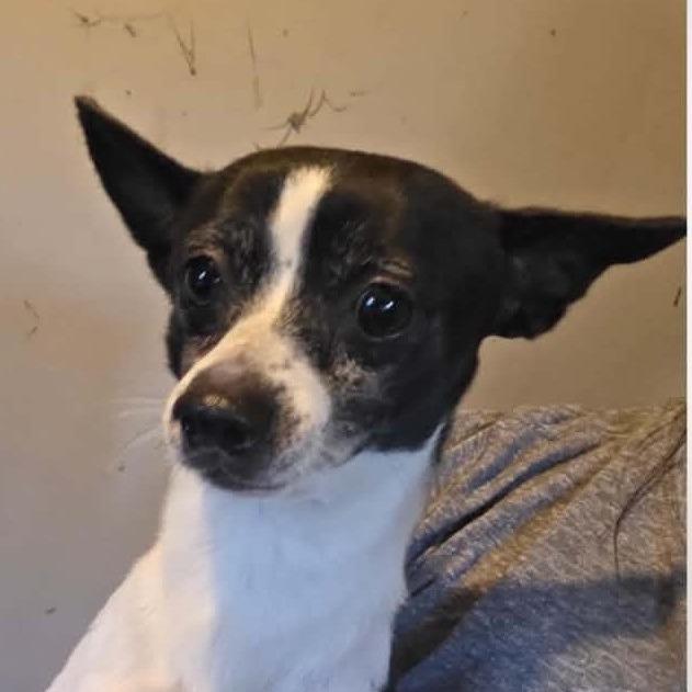 Enlarge Abel, a Adoptable Chihuahua in Calverton, NY image 3/4
