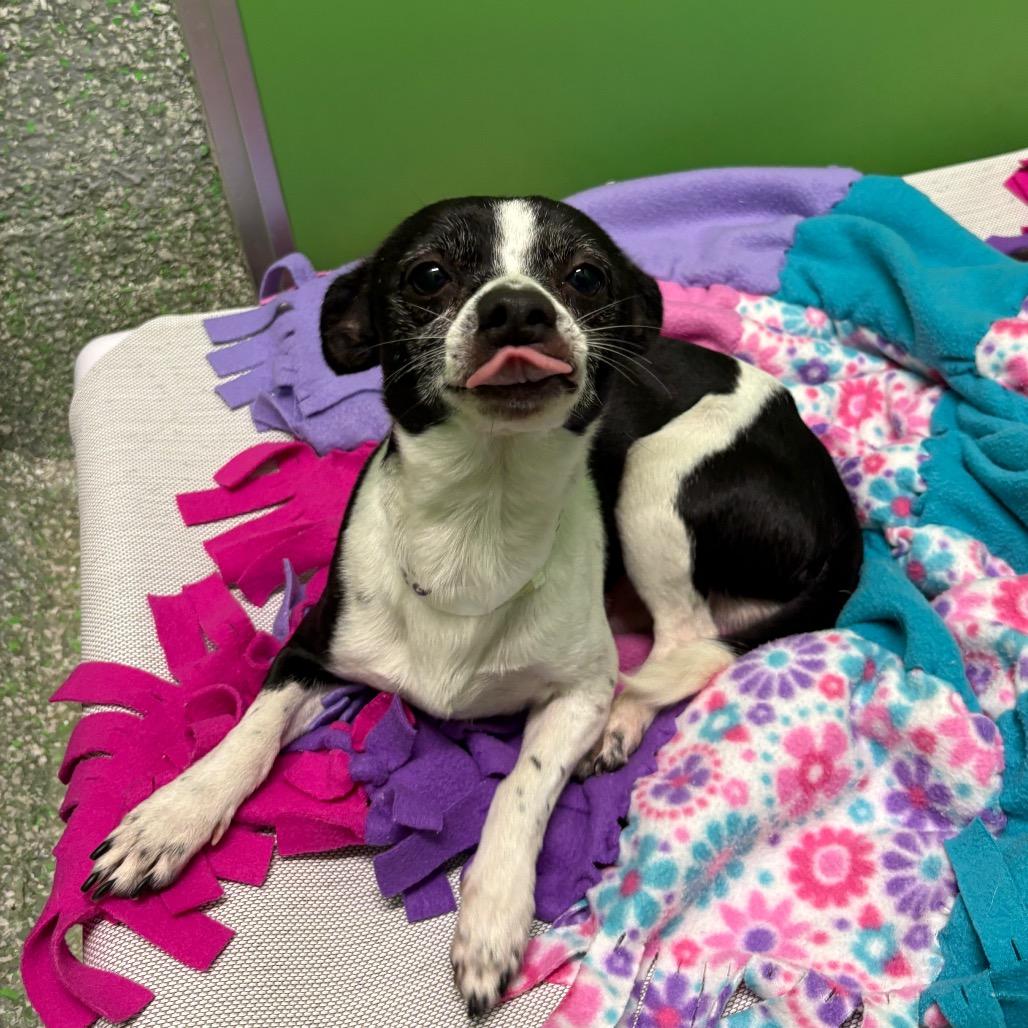 Enlarge Abel, a Adoptable Chihuahua in Calverton, NY image 4/4