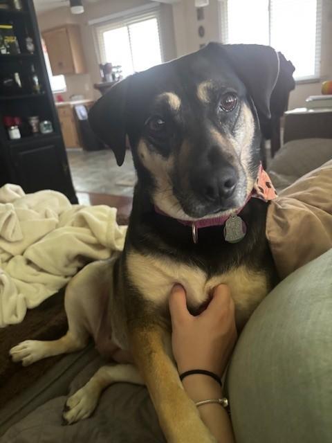 Lucy, a Adoptable mixed breed in Parma Heights, OH image 2/2