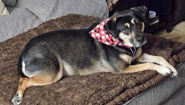 Lucy, Adoptable, Adult Female German Shepherd Dog.