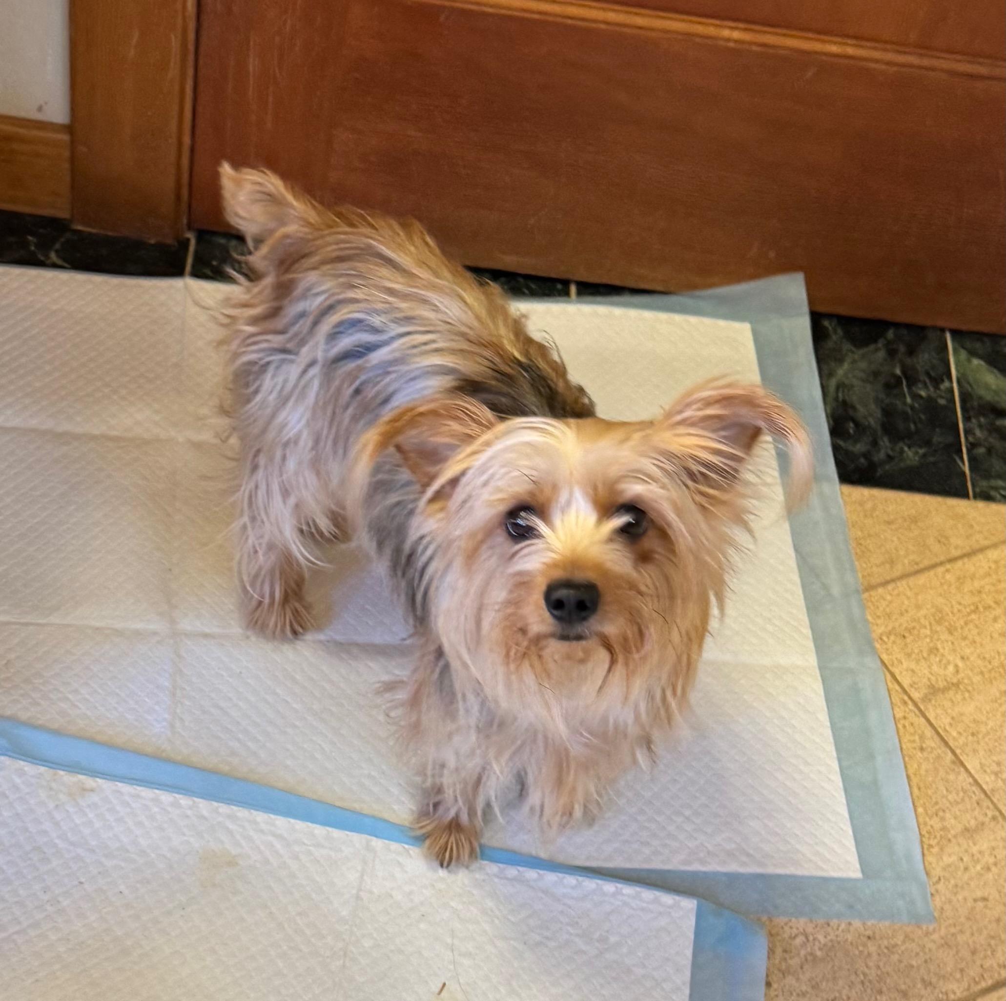 Enlarge Coco, an adopted Yorkshire Terrier in Coarsegold, CA image 1/1
