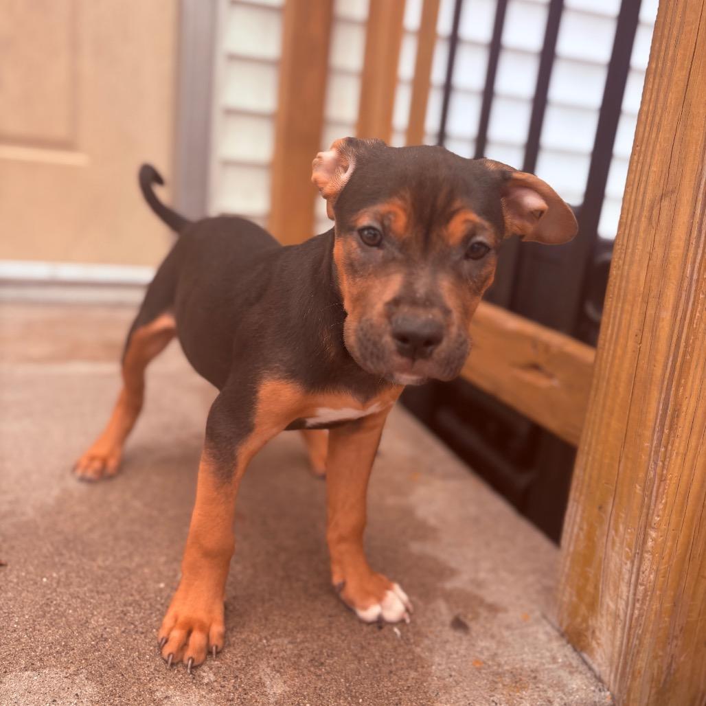 Enlarge Beignet , an adopted Pit Bull Terrier in Fenton, MI image 2/2