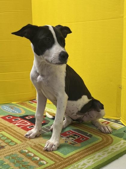 Enlarge Pippa, a Adoptable Mixed Breed in Houston, TX image 1/3