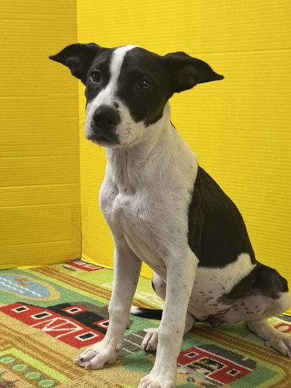 Pippa, Adoptable, Puppy Female Mixed Breed & Mixed Breed.