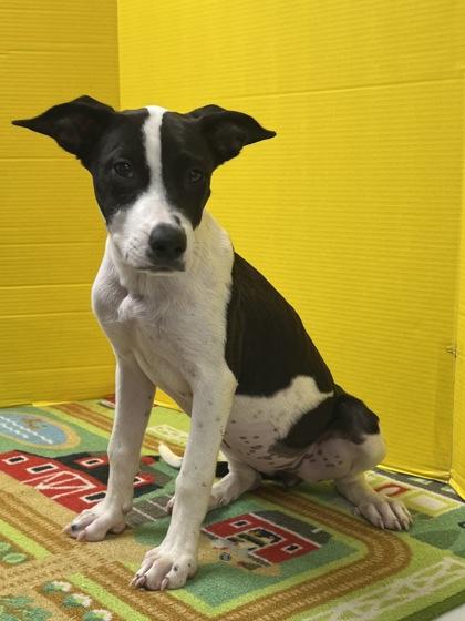 Enlarge Pippa, a Adoptable Mixed Breed in Houston, TX image 3/3