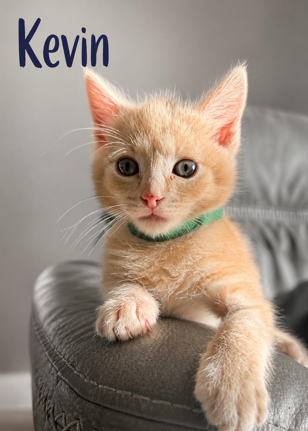 Kevin & Bacon, an adopted Domestic Medium Hair in Lemoyne, PA image 2/6