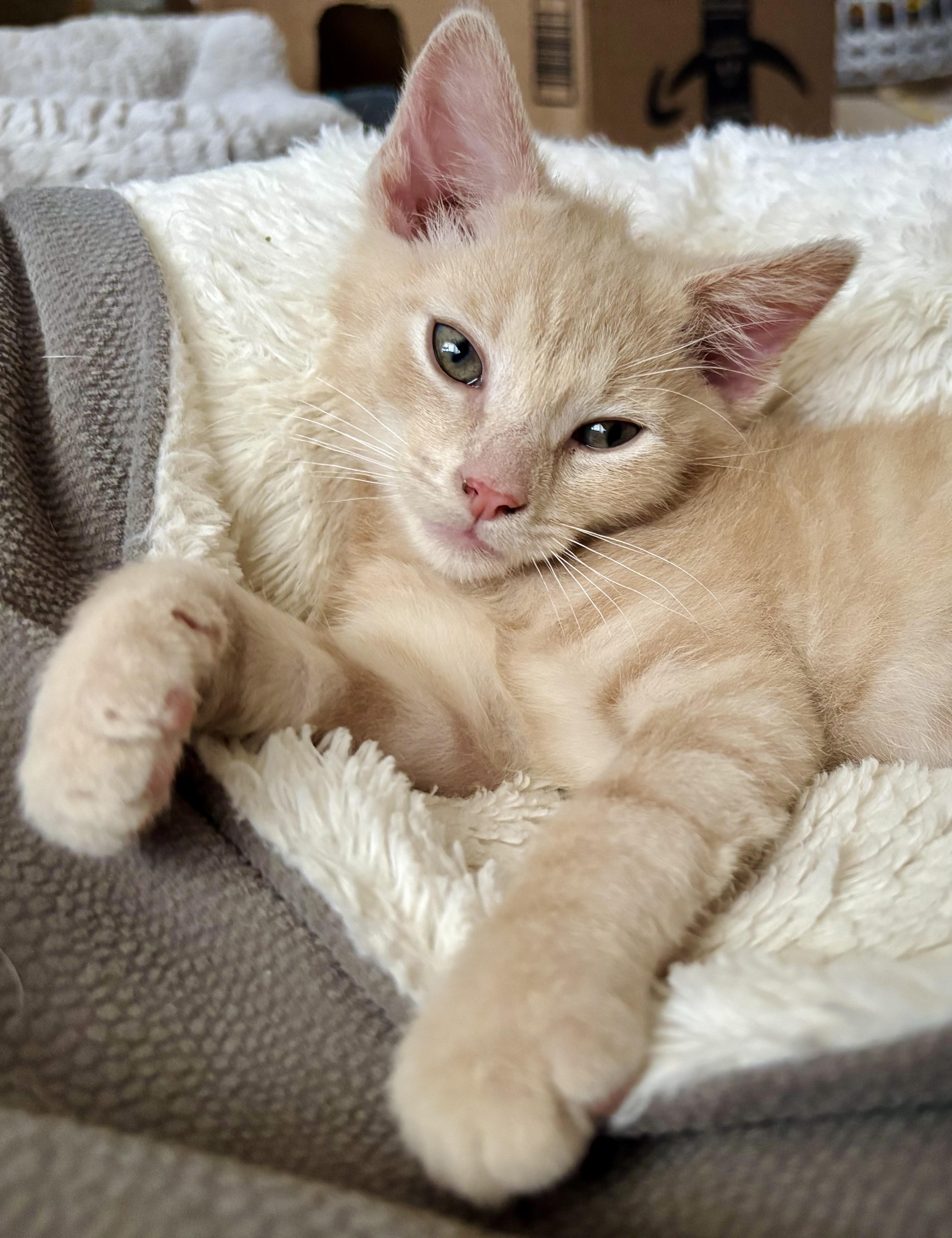 Kevin & Bacon, an adopted Domestic Medium Hair in Lemoyne, PA image 4/6