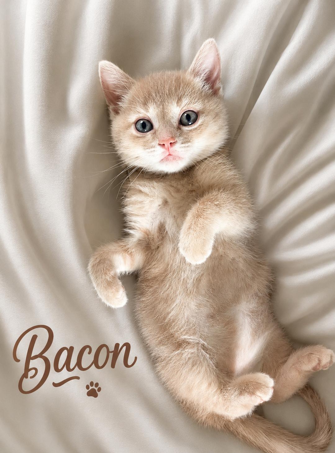 Kevin & Bacon, an adopted Domestic Medium Hair in Lemoyne, PA image 5/6