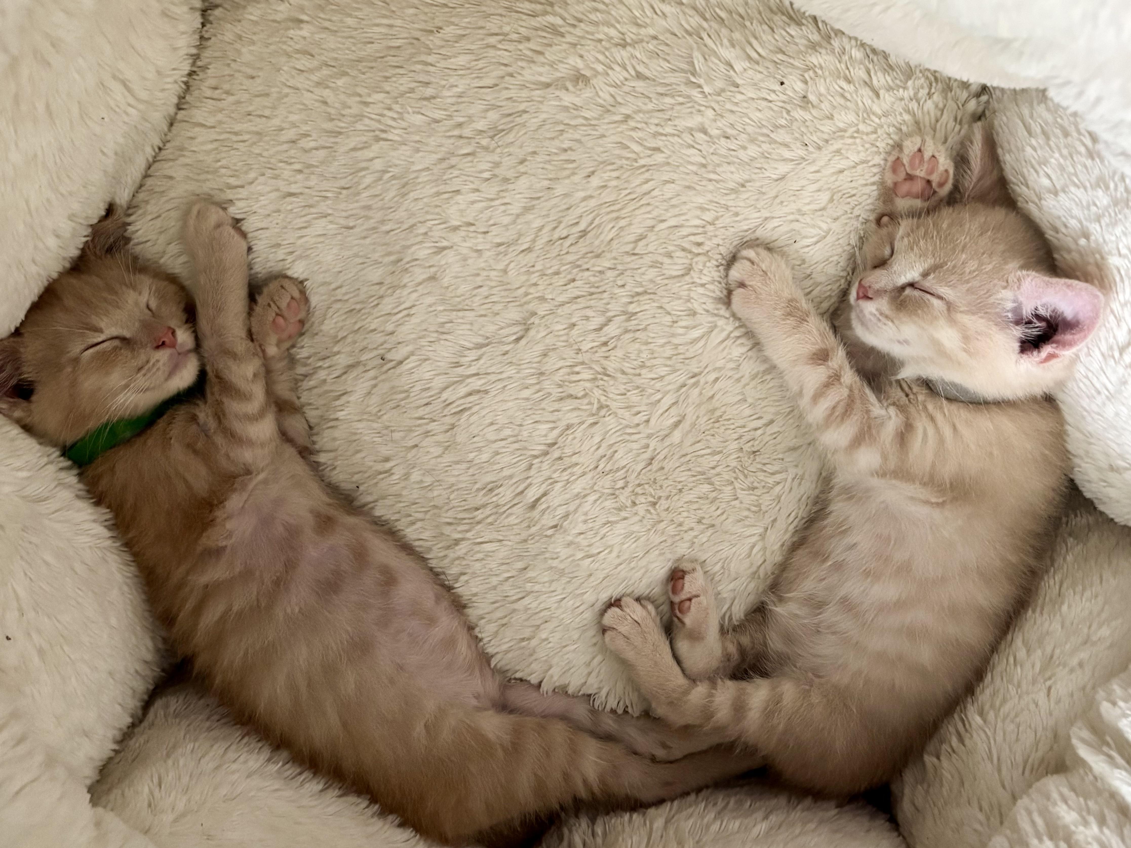 Kevin & Bacon, adopted, Kitten Male Domestic Medium Hair.