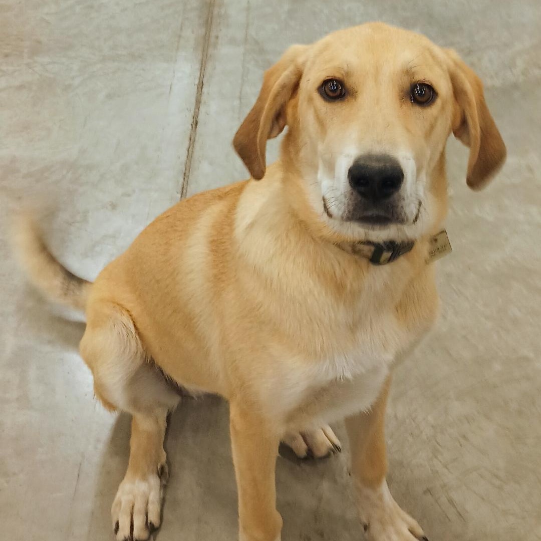 Rosie, an adoptable mixed breed in Millville, UT image 6/6