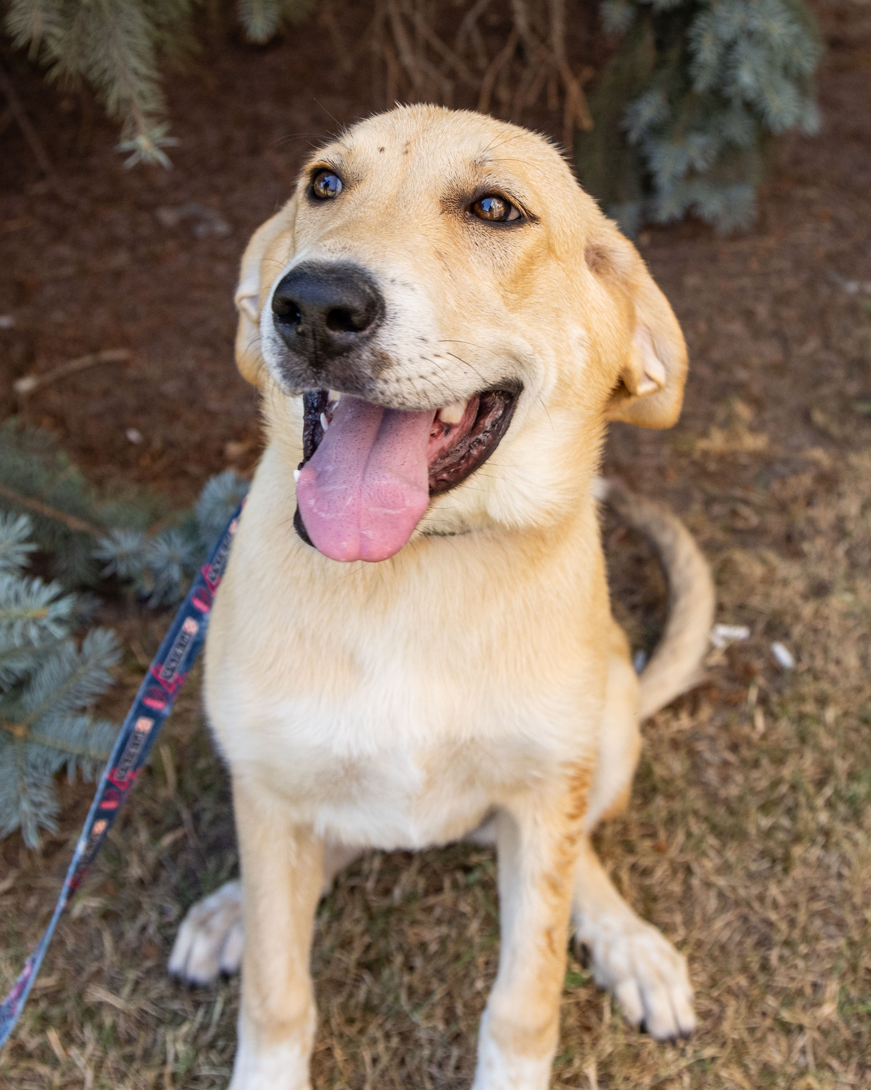 Rosie, an adoptable mixed breed in Millville, UT image 3/6
