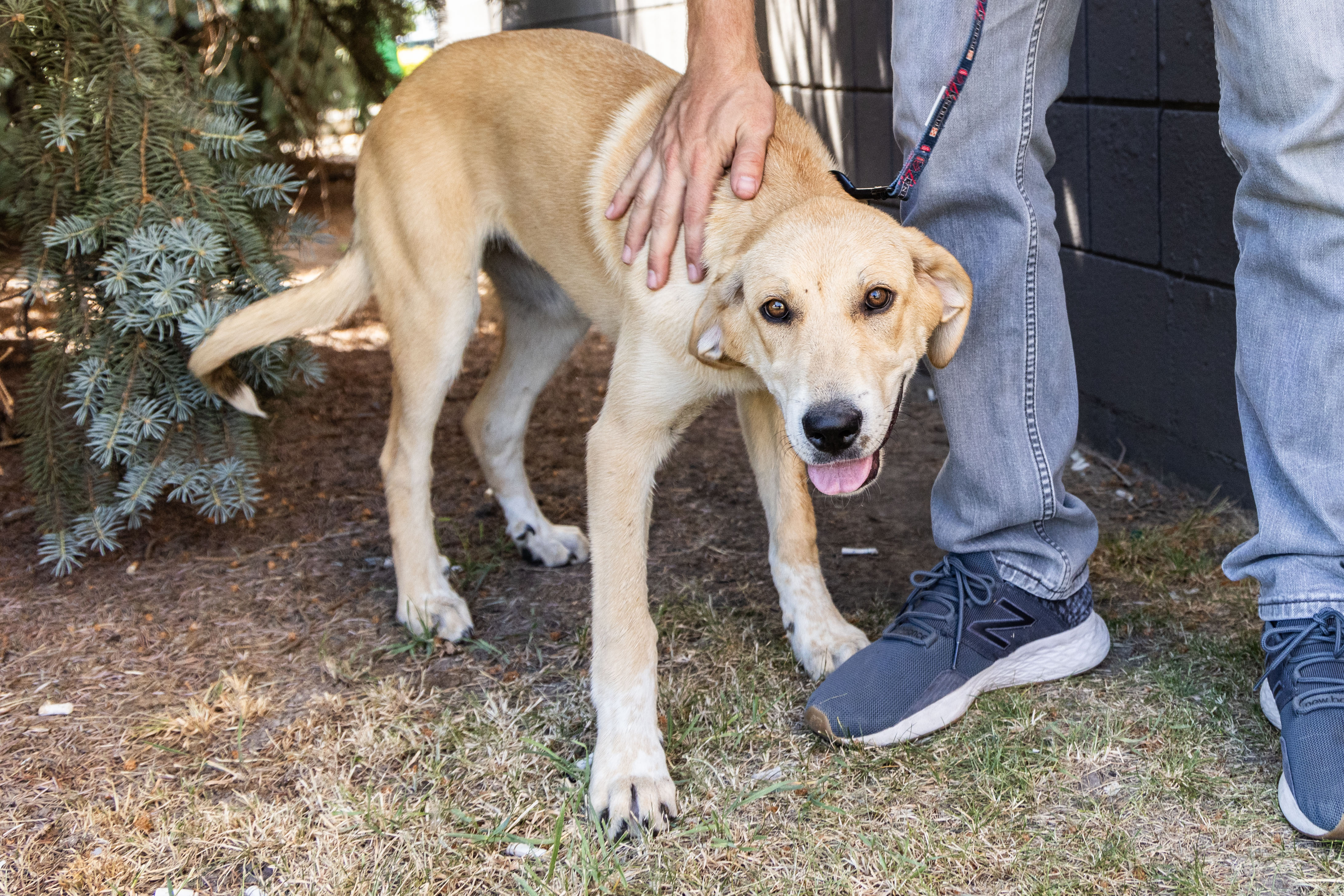 Rosie, an adoptable mixed breed in Millville, UT image 5/6
