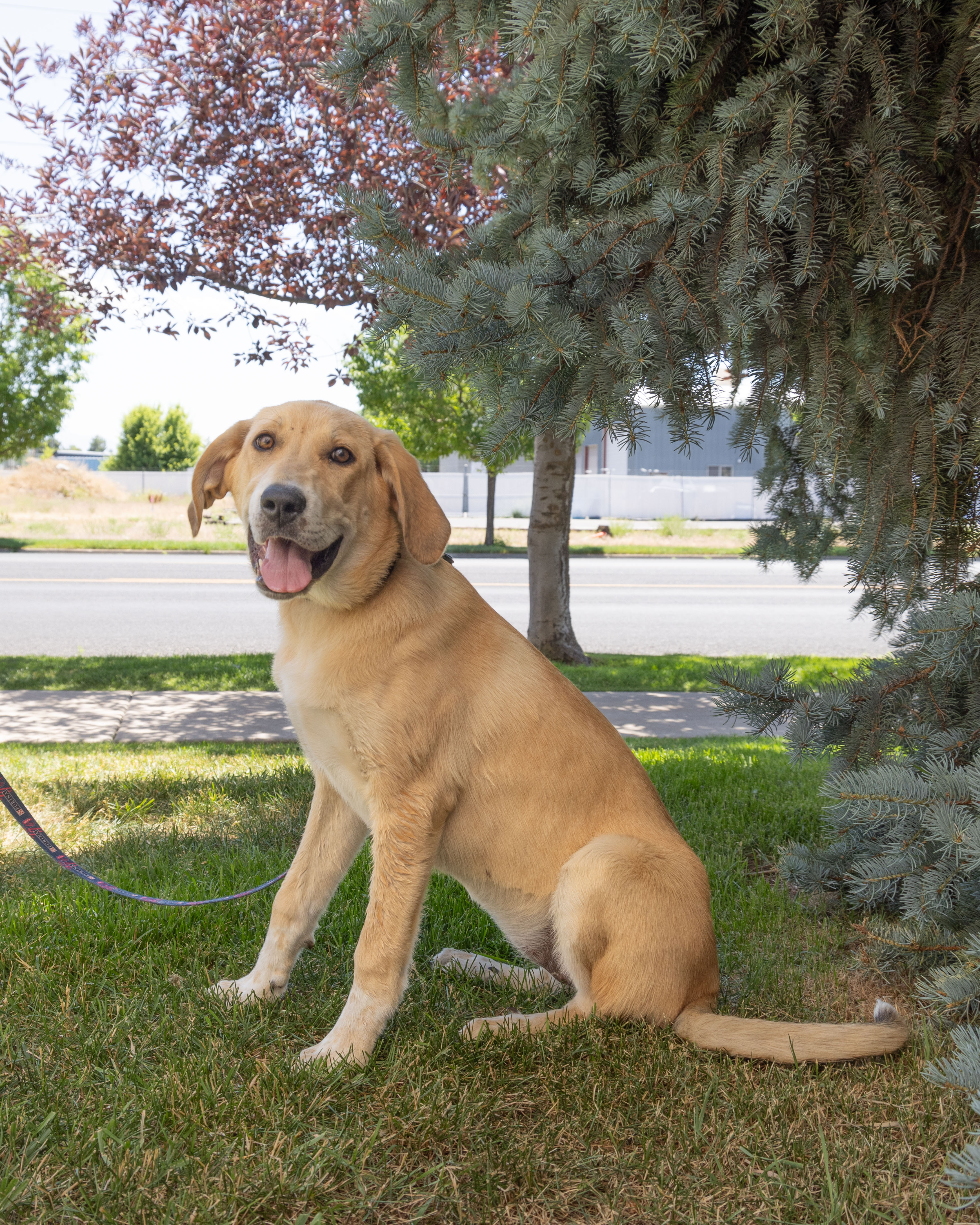 Rosie, an adoptable mixed breed in Millville, UT image 4/6
