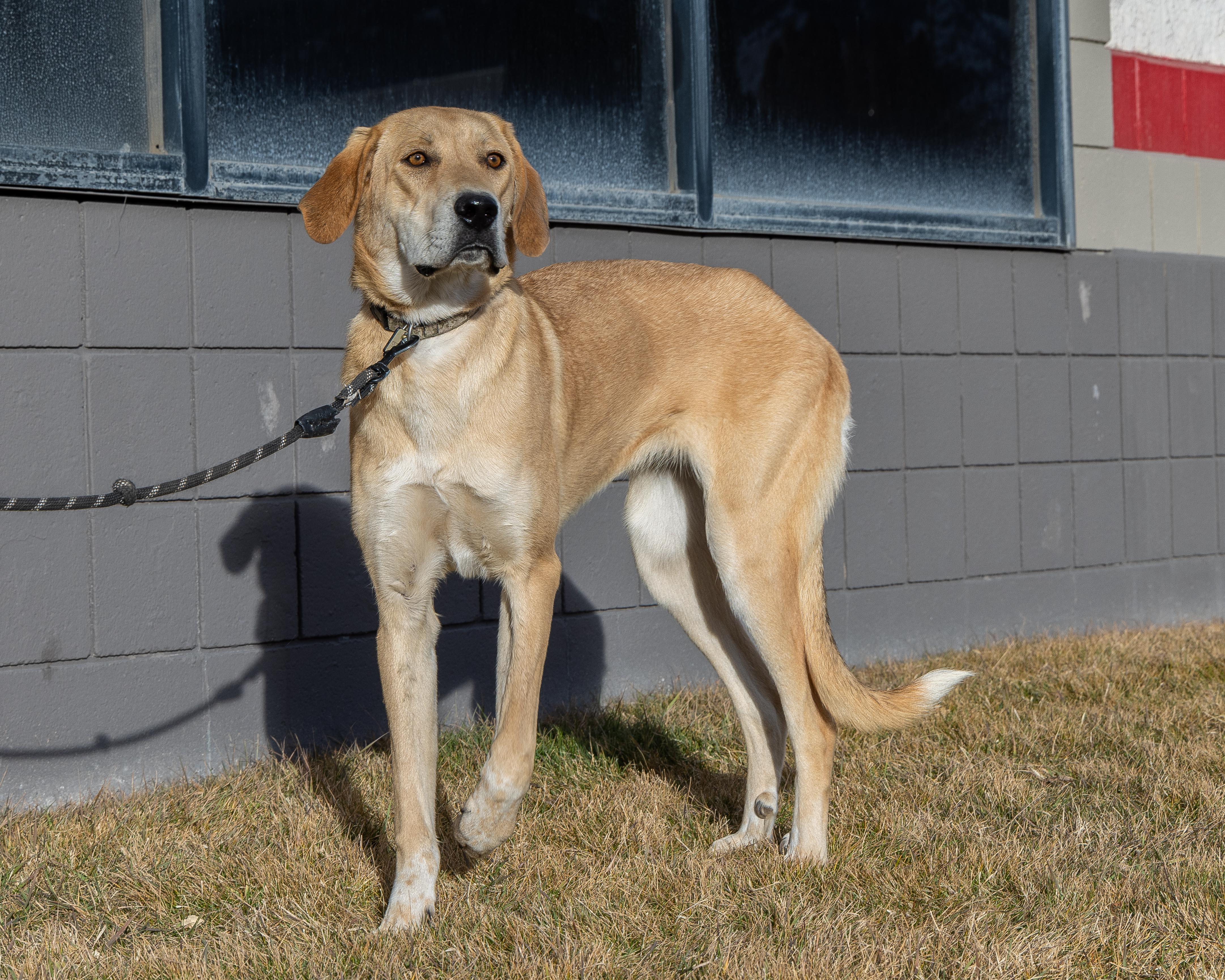 Rosie, adoptable, Adult Female Great Pyrenees & Hound.