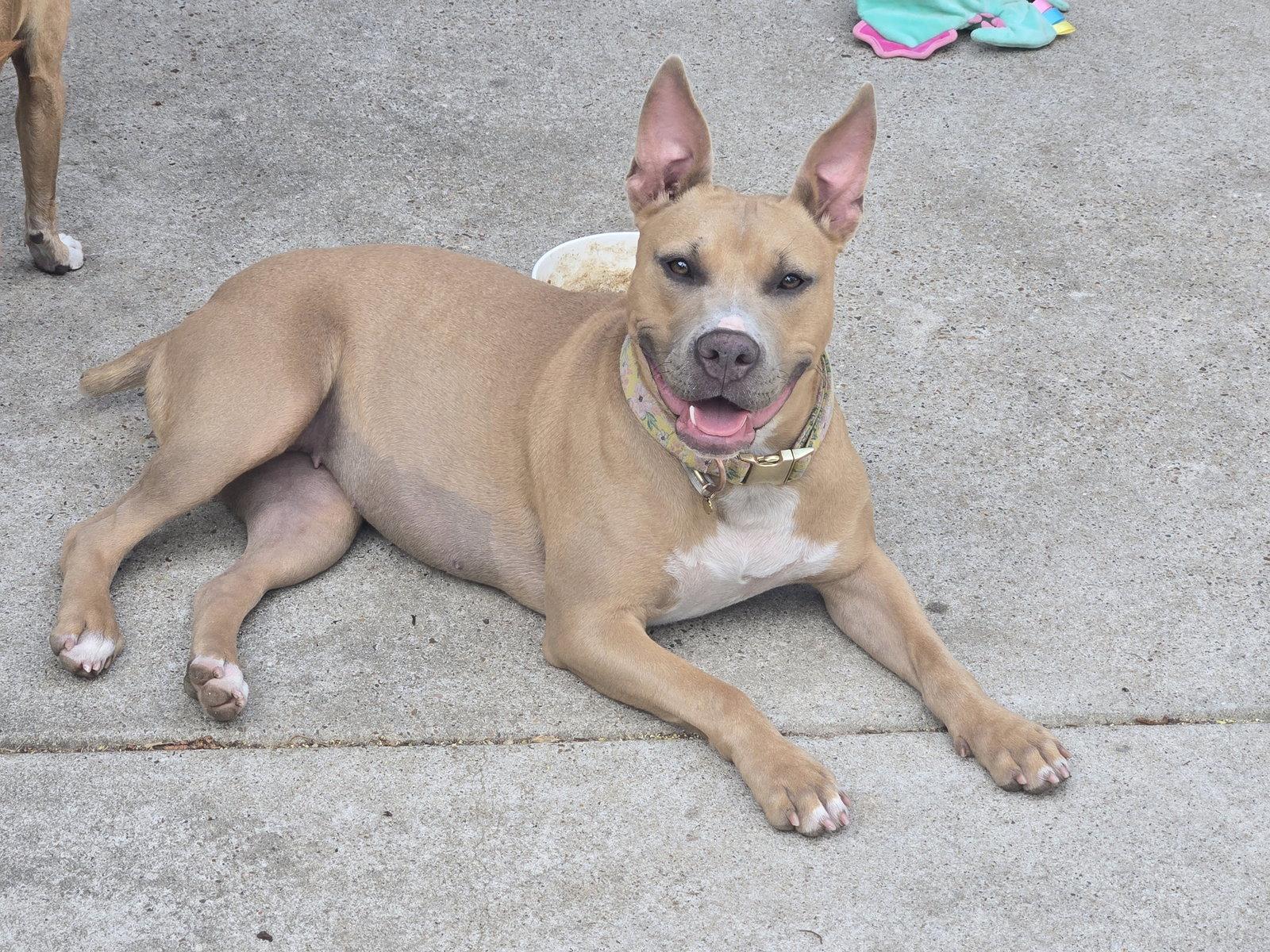 Brooklyn, a Adoptable Labrador Retriever in The Woodlands, TX image 1/3