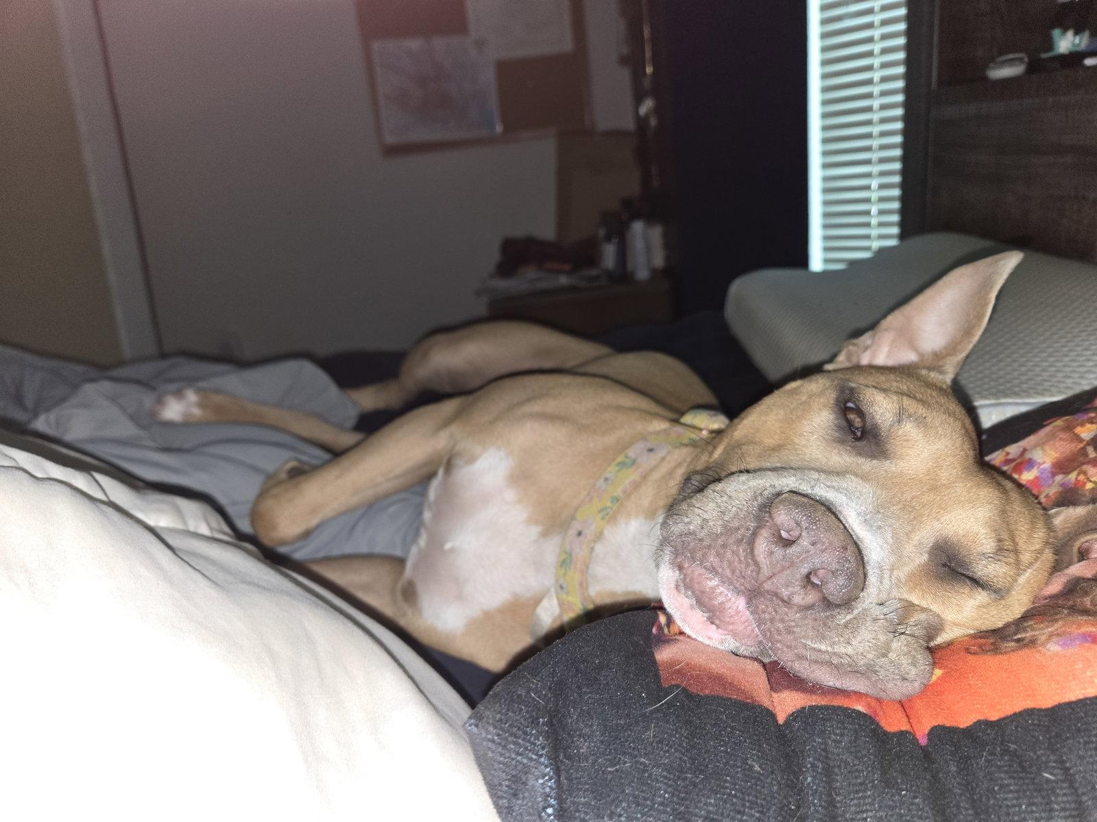 Brooklyn, Adoptable, Adult Female Labrador Retriever.