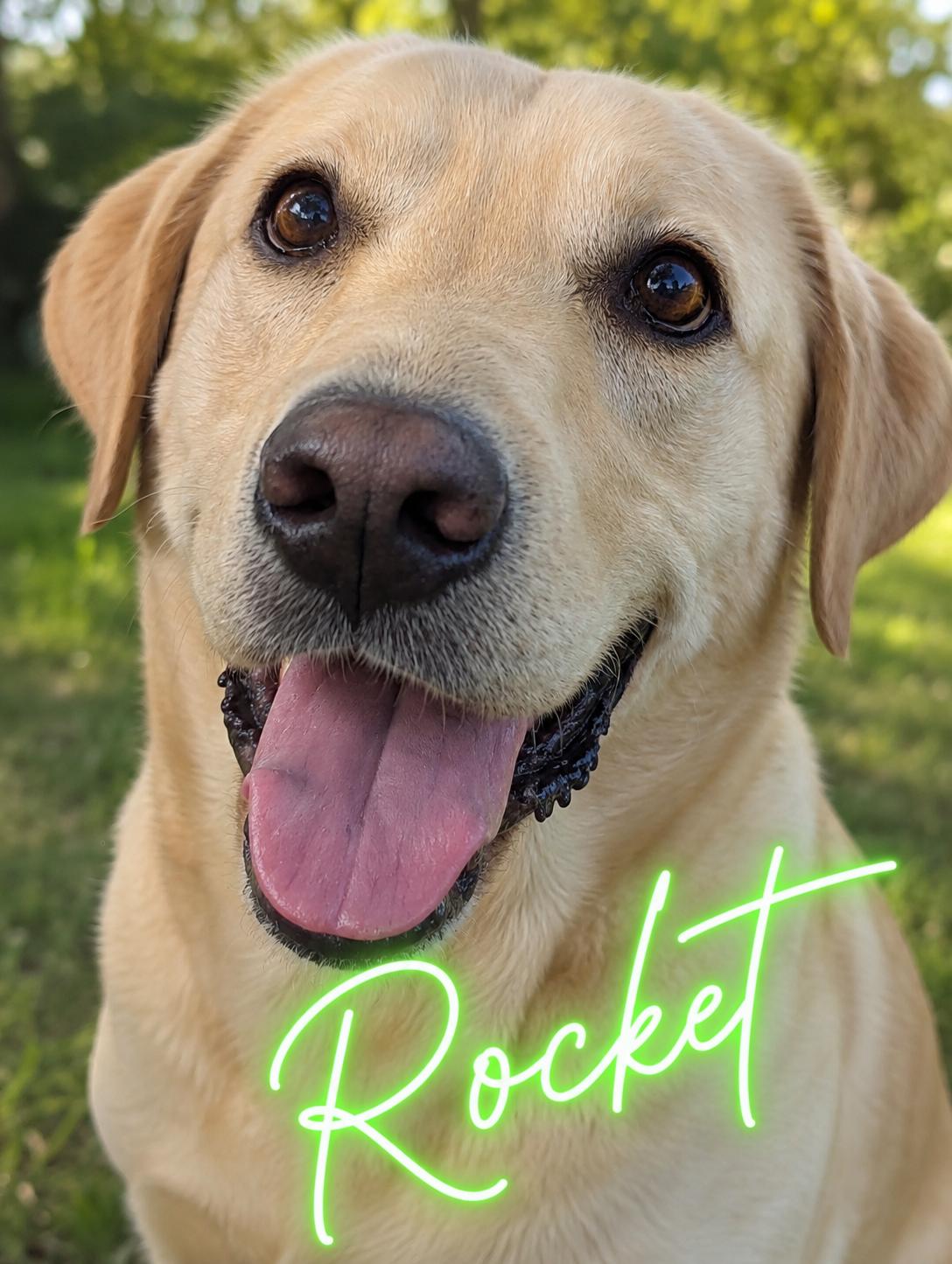 Enlarge Rocket, a ADOPTABLE Yellow Labrador Retriever in Valley Falls, KS image 2/2