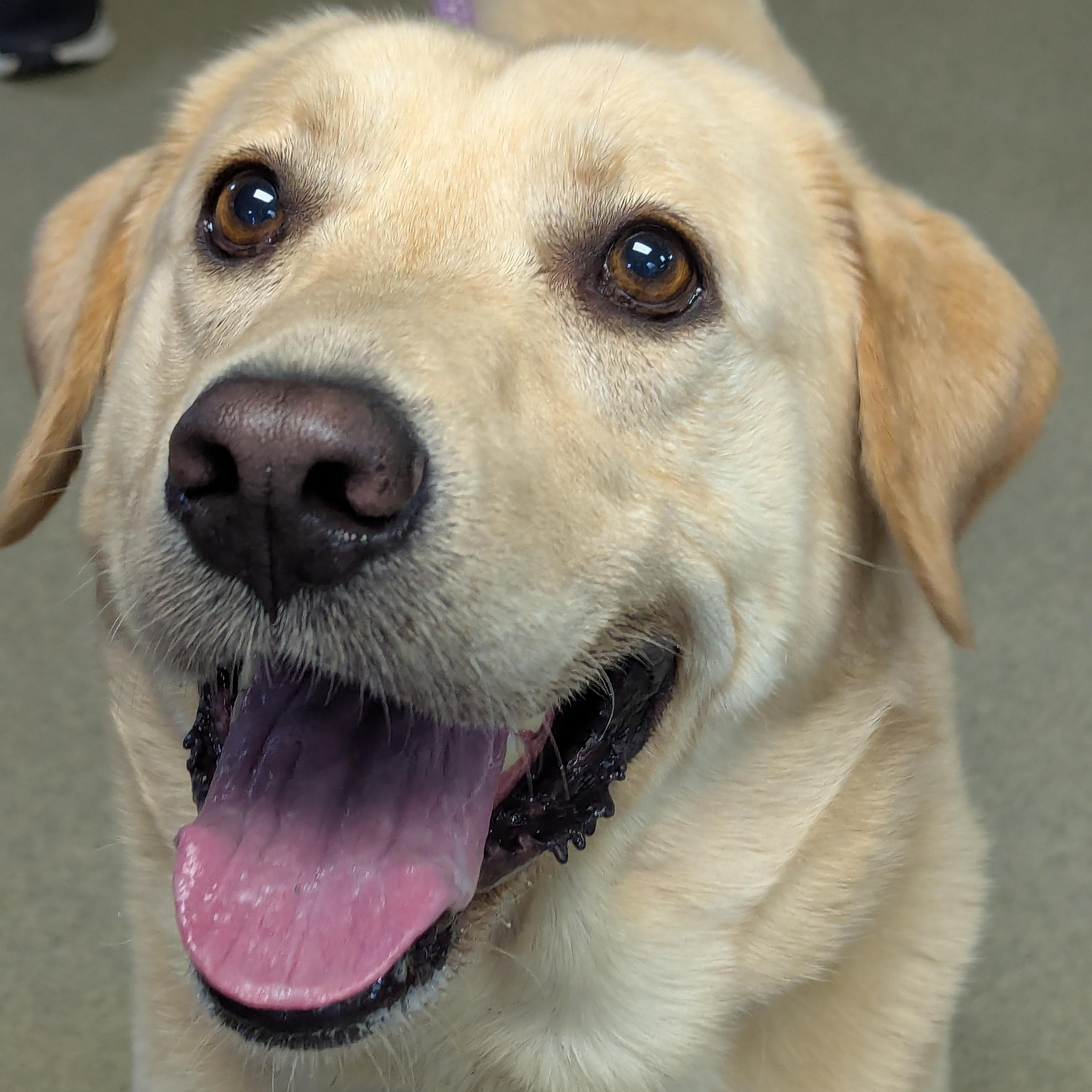 Rocket, ADOPTABLE, Adult Male Yellow Labrador Retriever.
