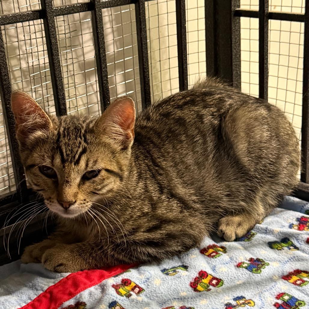 Enlarge Grady, a Adoptable Domestic Short Hair in Ferndale, WA image 2/2