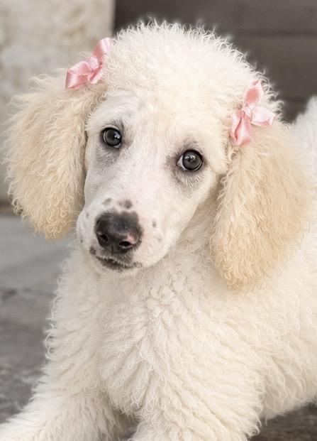 Enlarge Elaina, a Adoptable Standard Poodle in Cerritos, CA image 1/1
